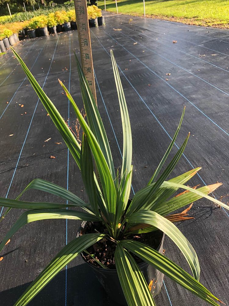 sabal-minor-dwarf-blue-stem-palmetto