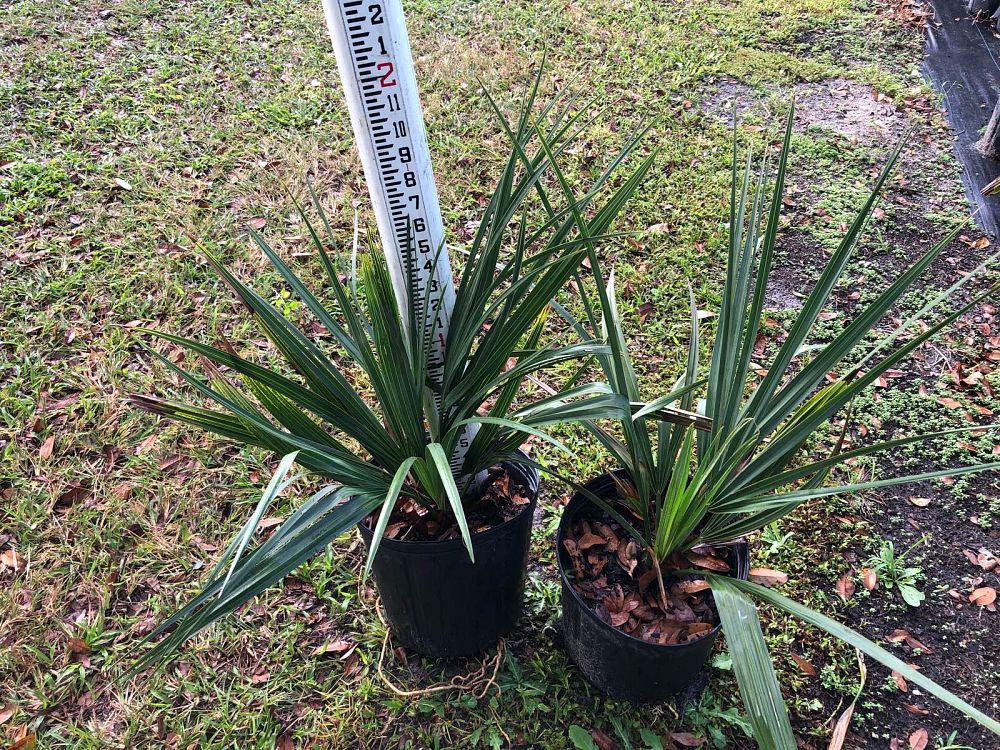 sabal-minor-dwarf-blue-stem-palmetto