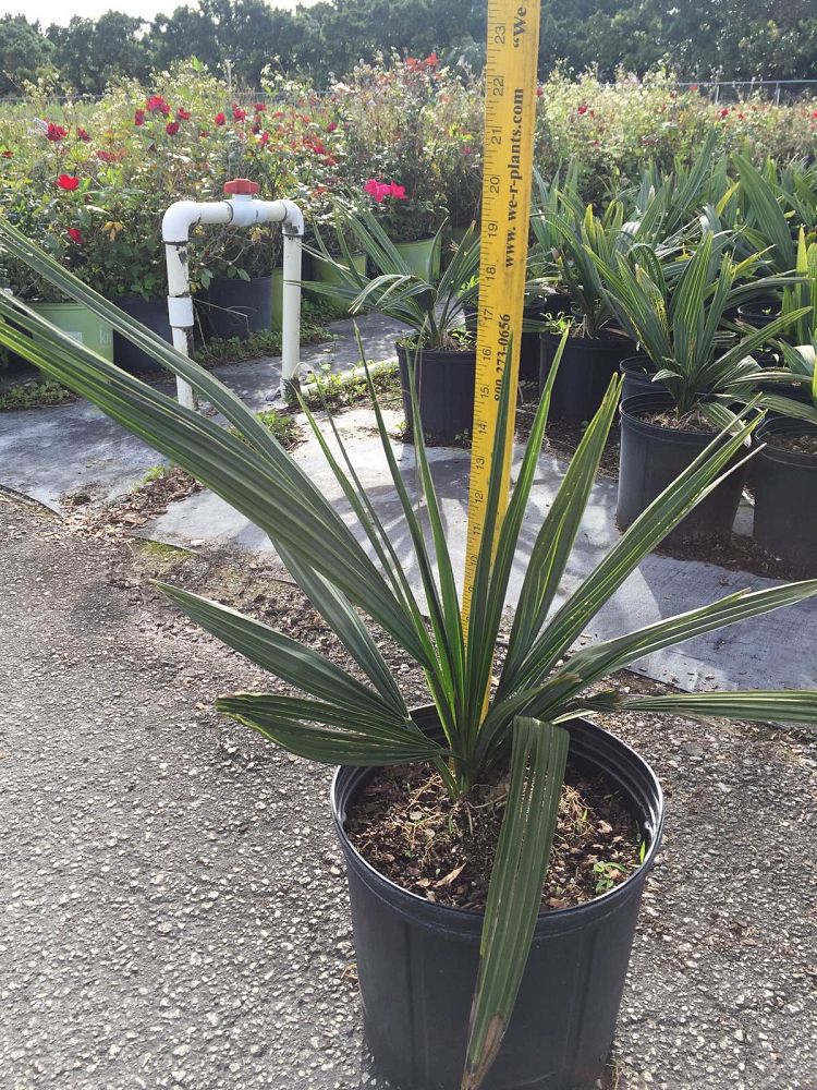 sabal-minor-dwarf-blue-stem-palmetto