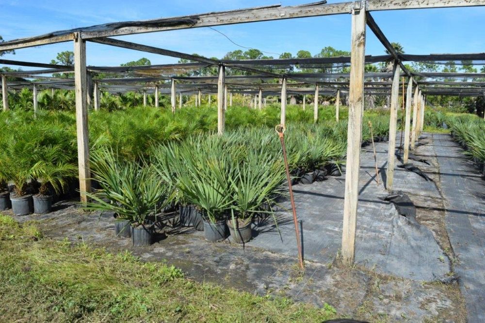 sabal-minor-dwarf-blue-stem-palmetto