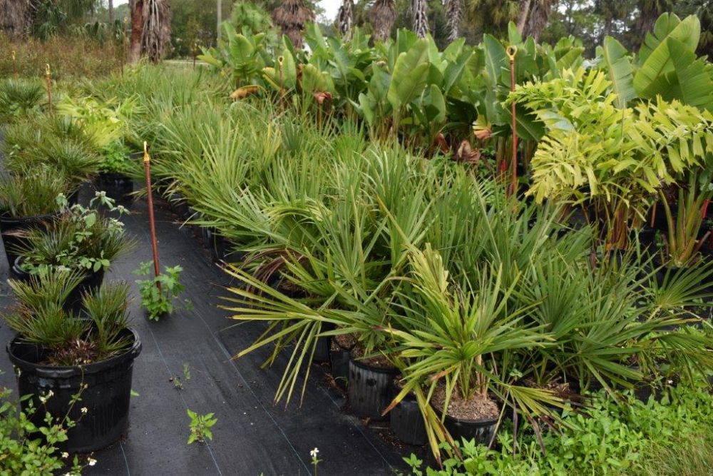 sabal-minor-dwarf-blue-stem-palmetto