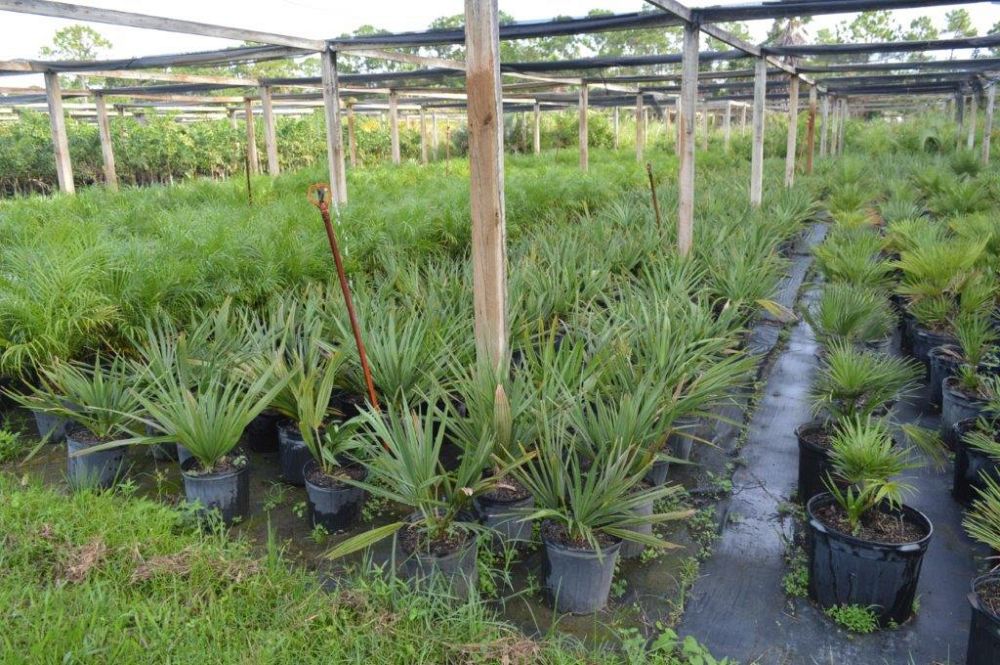 sabal-minor-dwarf-blue-stem-palmetto