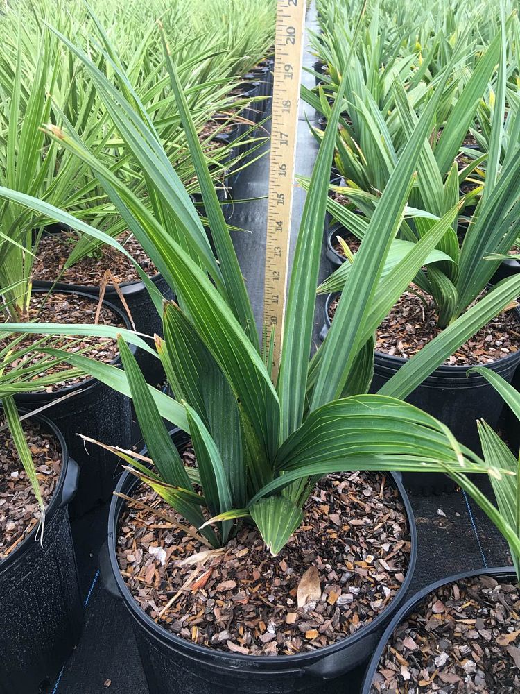 sabal-minor-dwarf-blue-stem-palmetto