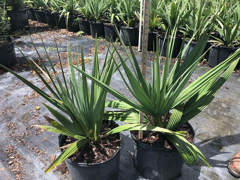 sabal-minor-dwarf-blue-stem-palmetto