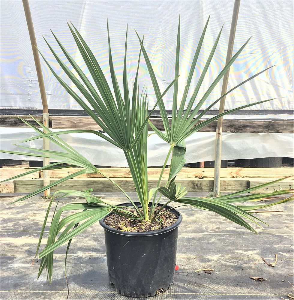 sabal-minor-dwarf-blue-stem-palmetto