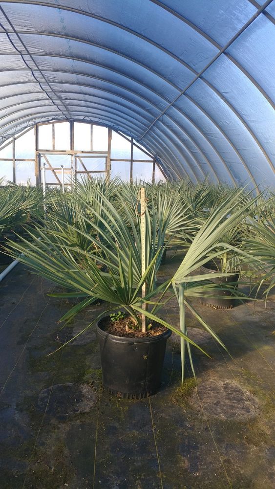 sabal-minor-dwarf-blue-stem-palmetto