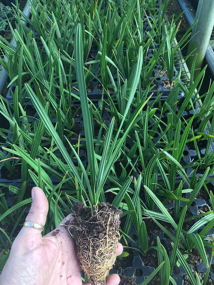 sabal-minor-dwarf-blue-stem-palmetto