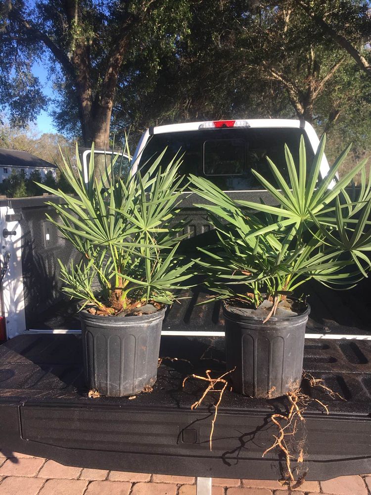 sabal-minor-dwarf-blue-stem-palmetto