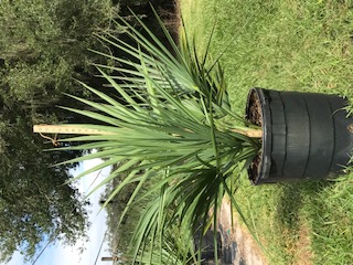 sabal-minor-dwarf-blue-stem-palmetto