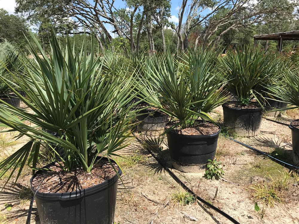 sabal-minor-dwarf-blue-stem-palmetto