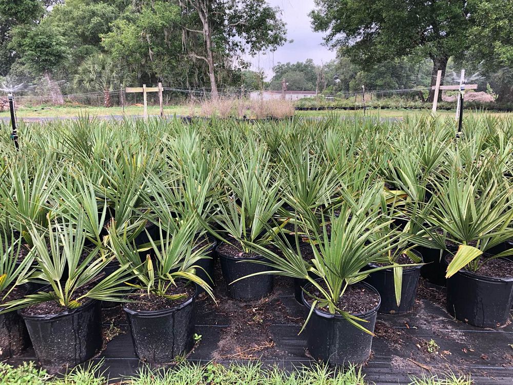 sabal-minor-dwarf-blue-stem-palmetto