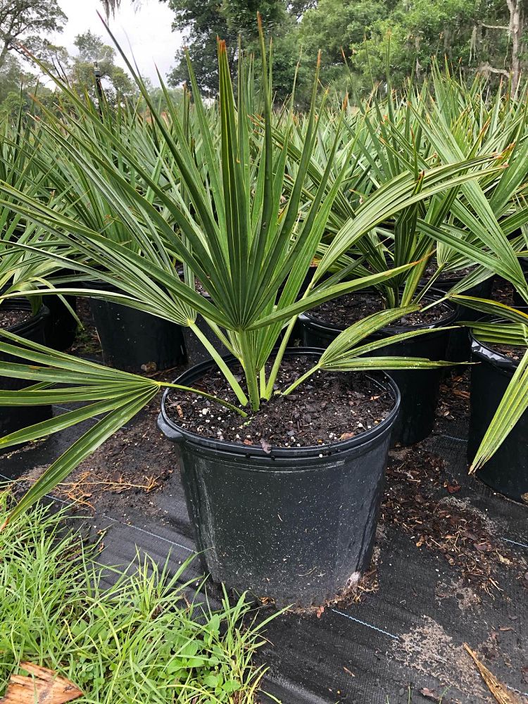 sabal-minor-dwarf-blue-stem-palmetto