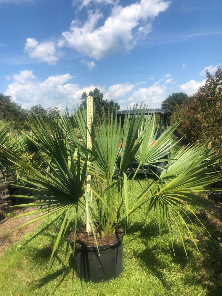 sabal-minor-dwarf-blue-stem-palmetto