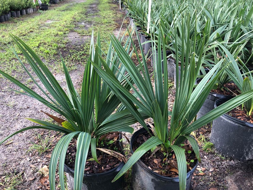 sabal-minor-dwarf-blue-stem-palmetto