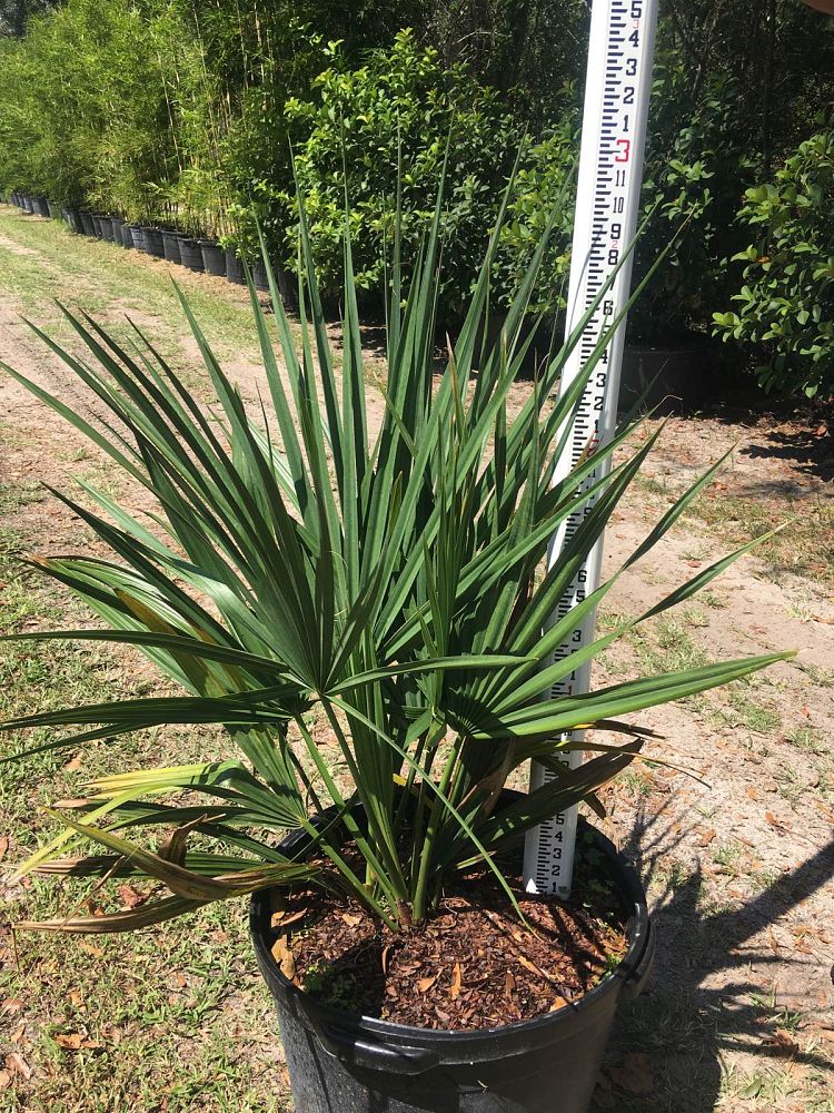 sabal-minor-dwarf-blue-stem-palmetto