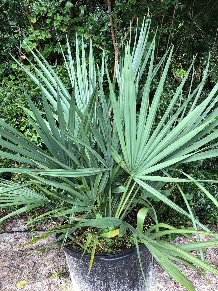sabal-minor-dwarf-blue-stem-palmetto