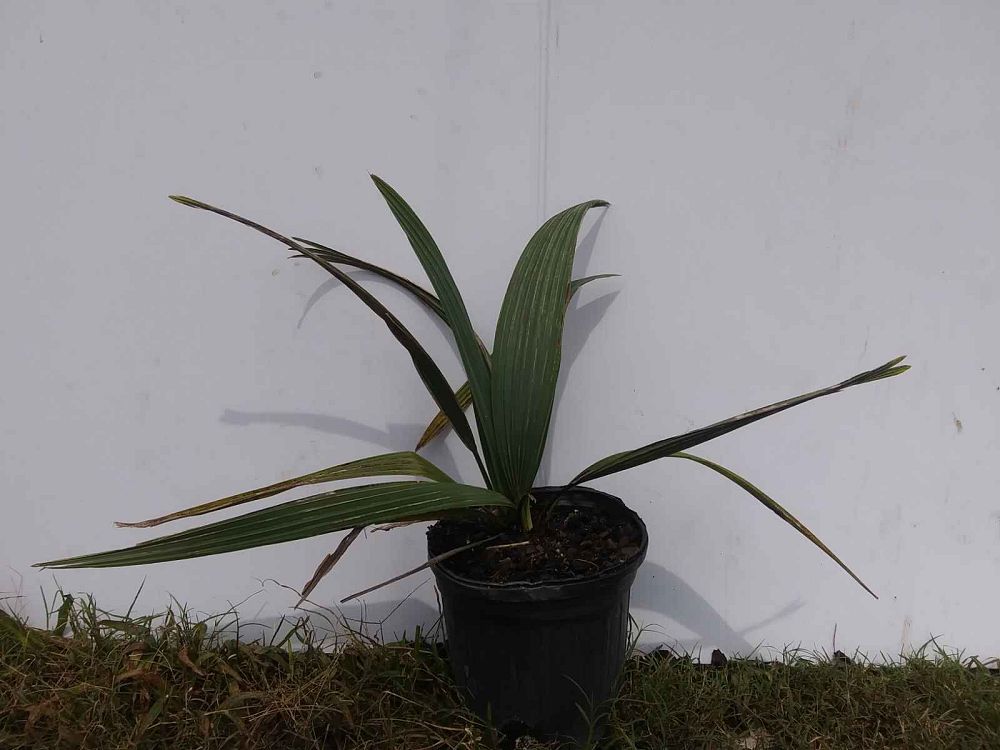 sabal-minor-dwarf-blue-stem-palmetto