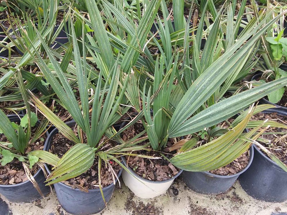 sabal-minor-dwarf-blue-stem-palmetto