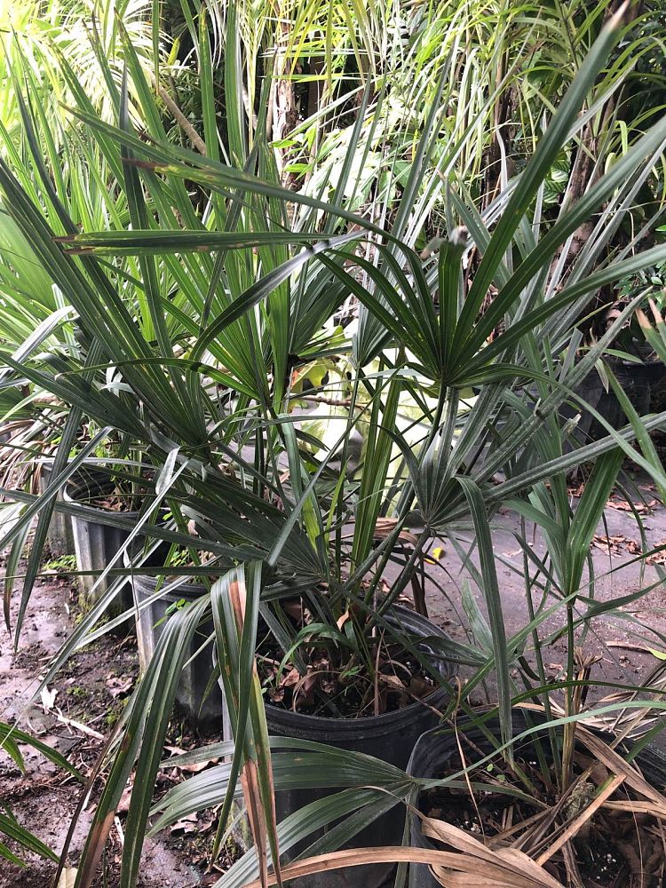 sabal-minor-dwarf-blue-stem-palmetto
