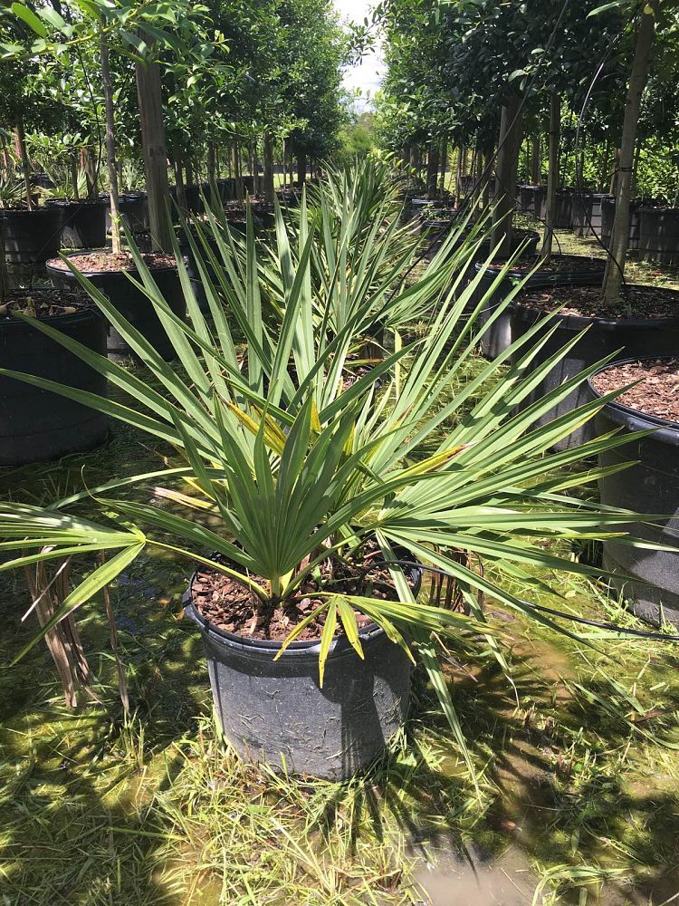 sabal-minor-dwarf-blue-stem-palmetto