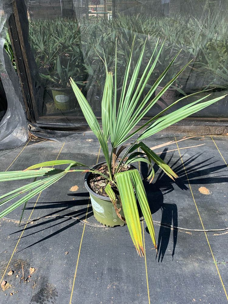 sabal-minor-dwarf-blue-stem-palmetto