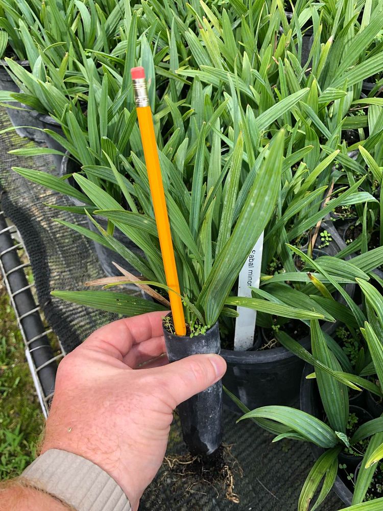 sabal-minor-dwarf-blue-stem-palmetto