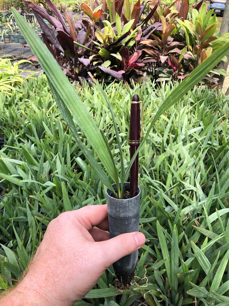 sabal-minor-dwarf-blue-stem-palmetto