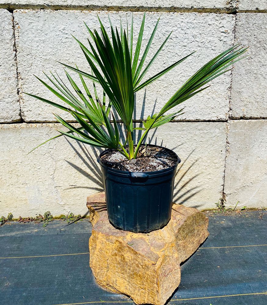 sabal-minor-dwarf-blue-stem-palmetto