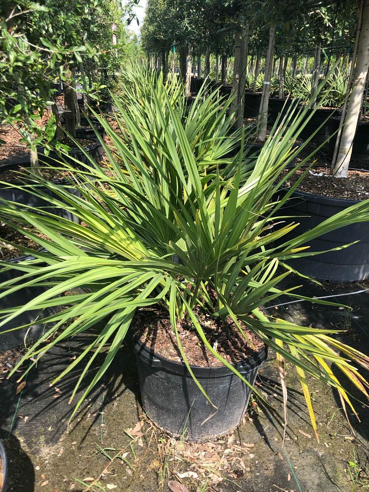 sabal-minor-dwarf-blue-stem-palmetto