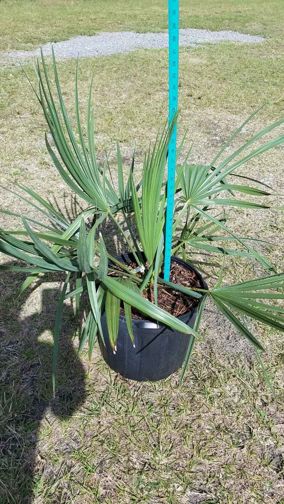 sabal-minor-dwarf-blue-stem-palmetto