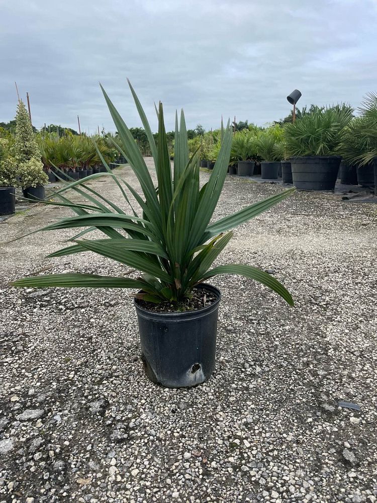sabal-minor-dwarf-blue-stem-palmetto