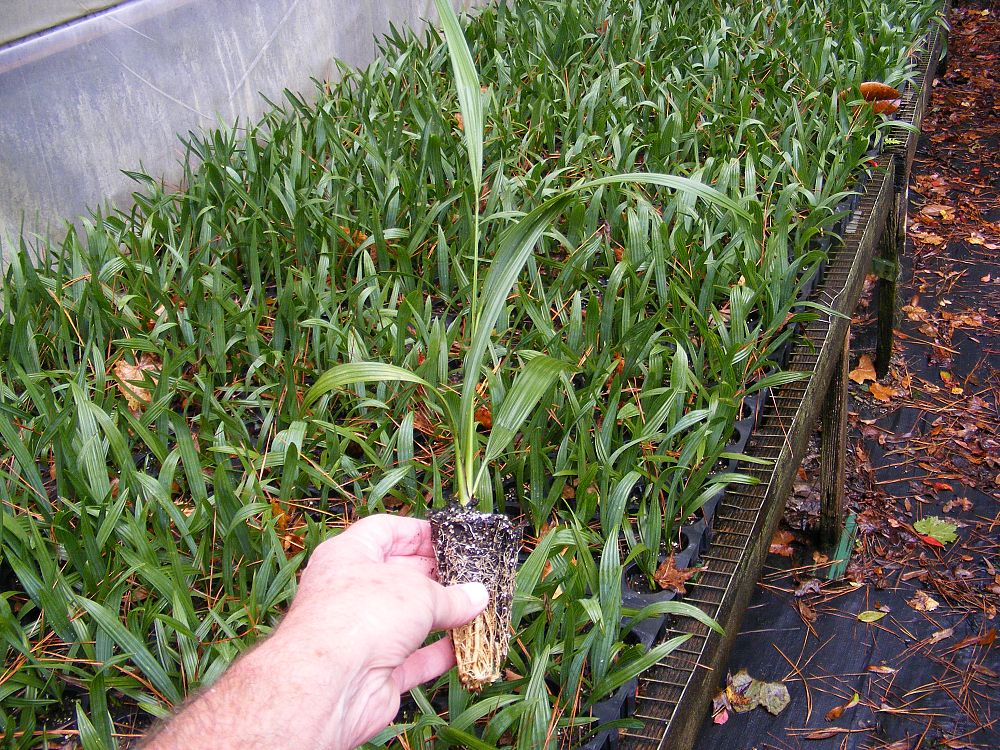 sabal-minor-dwarf-blue-stem-palmetto