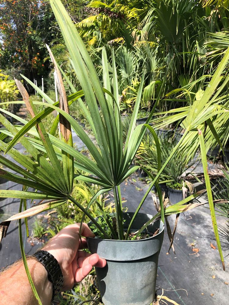 sabal-minor-dwarf-blue-stem-palmetto