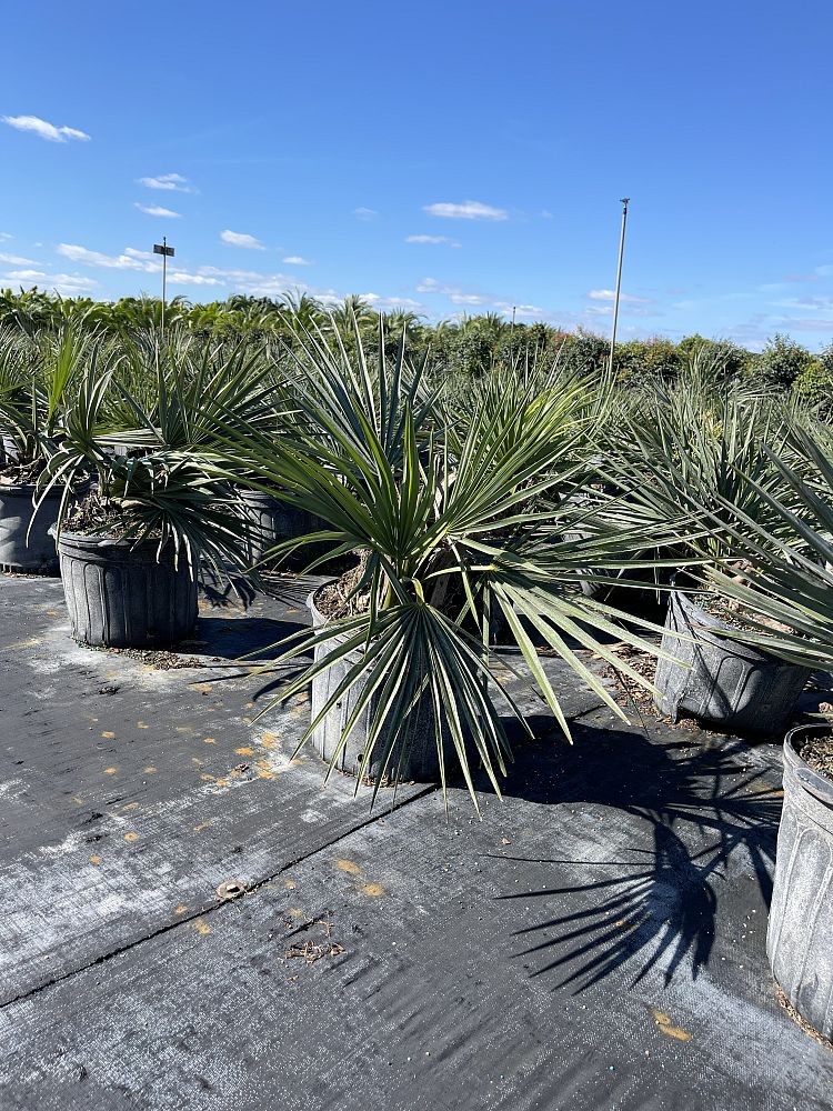 sabal-minor-dwarf-blue-stem-palmetto