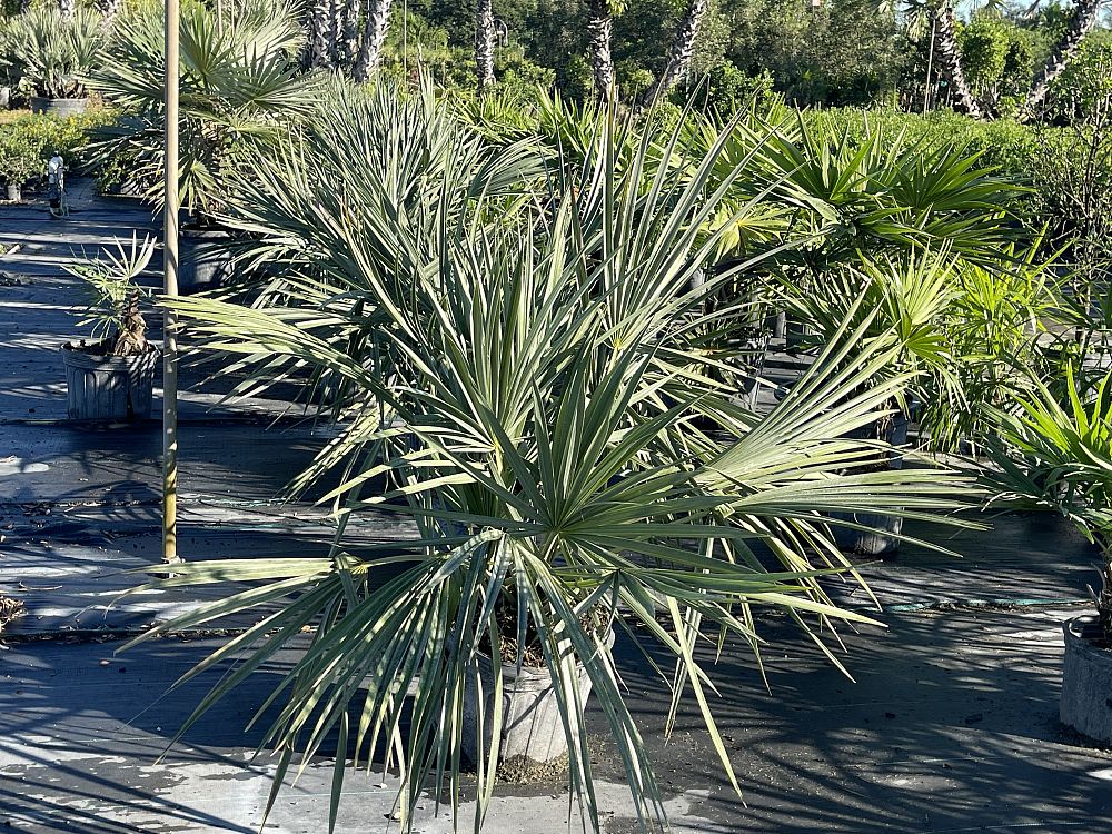 sabal-minor-dwarf-blue-stem-palmetto