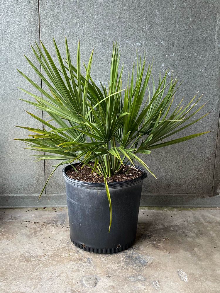 sabal-minor-dwarf-blue-stem-palmetto