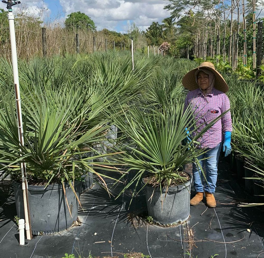 sabal-minor-dwarf-blue-stem-palmetto