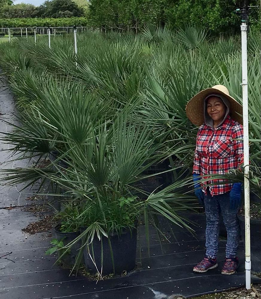 sabal-minor-dwarf-blue-stem-palmetto