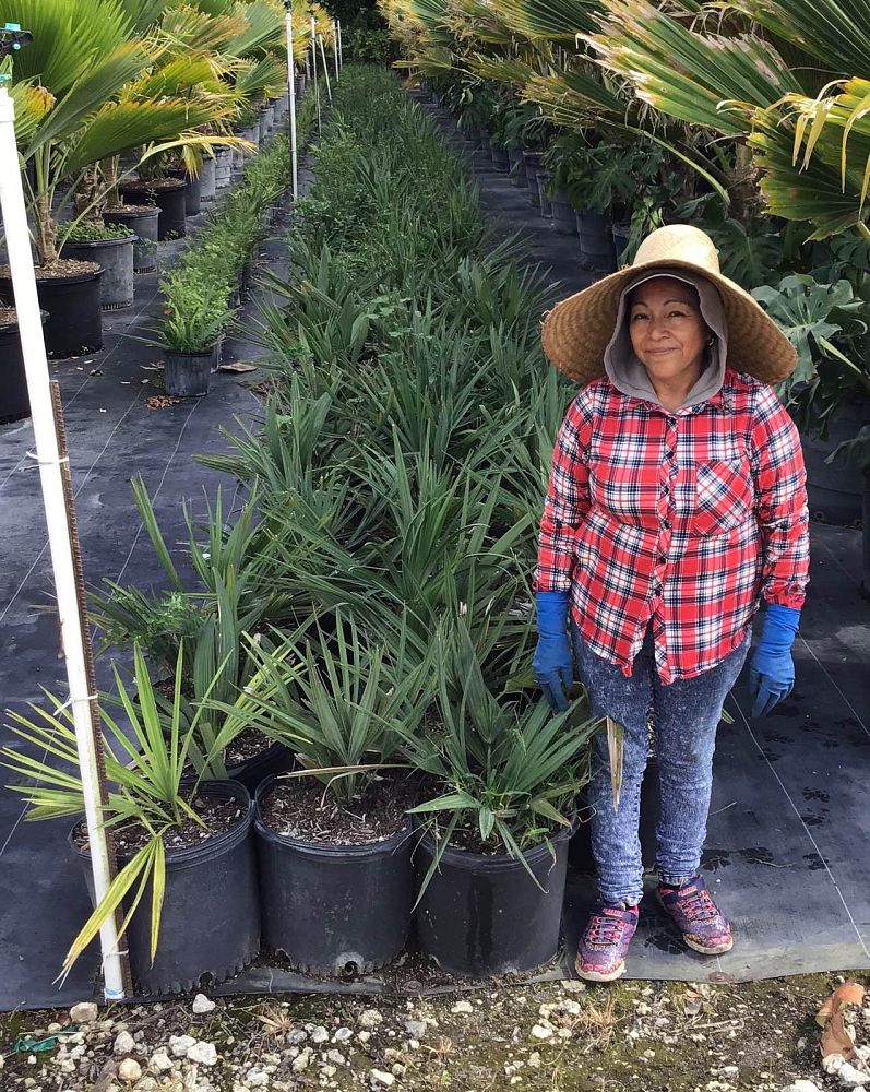 sabal-minor-dwarf-blue-stem-palmetto
