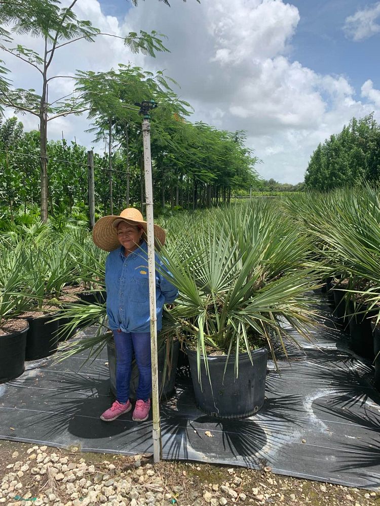 sabal-minor-dwarf-blue-stem-palmetto