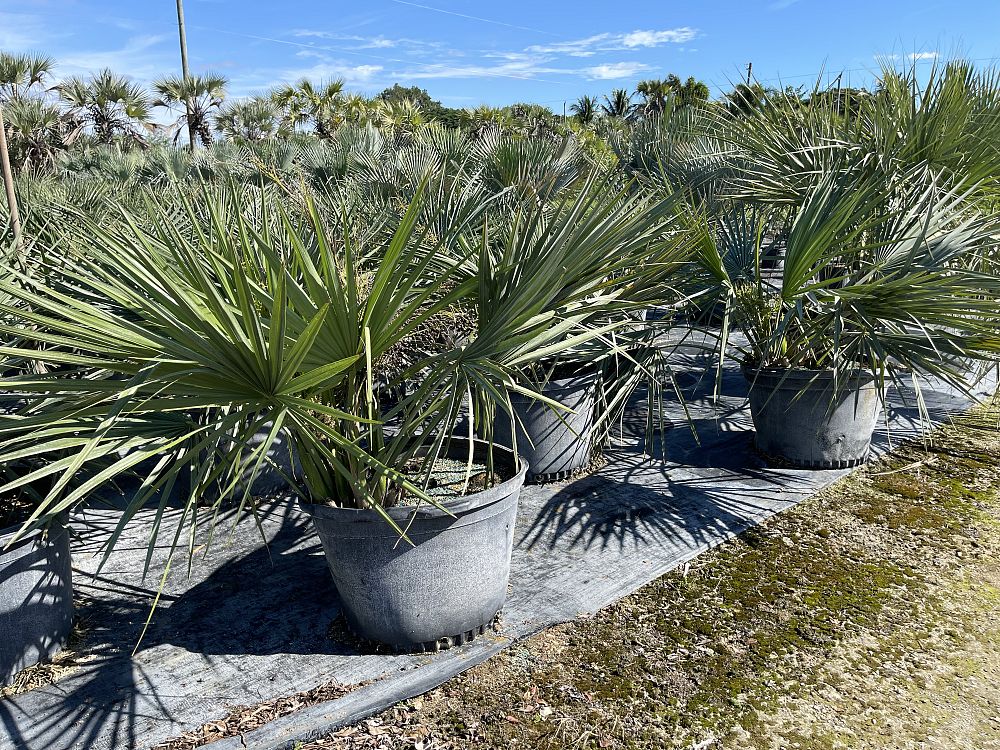 sabal-minor-dwarf-blue-stem-palmetto