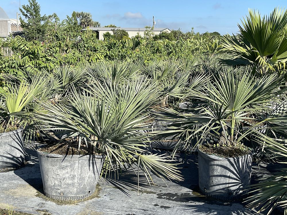 sabal-minor-dwarf-blue-stem-palmetto