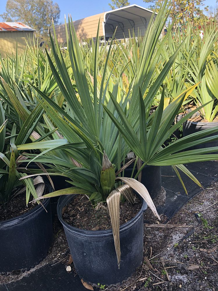 sabal-minor-dwarf-blue-stem-palmetto