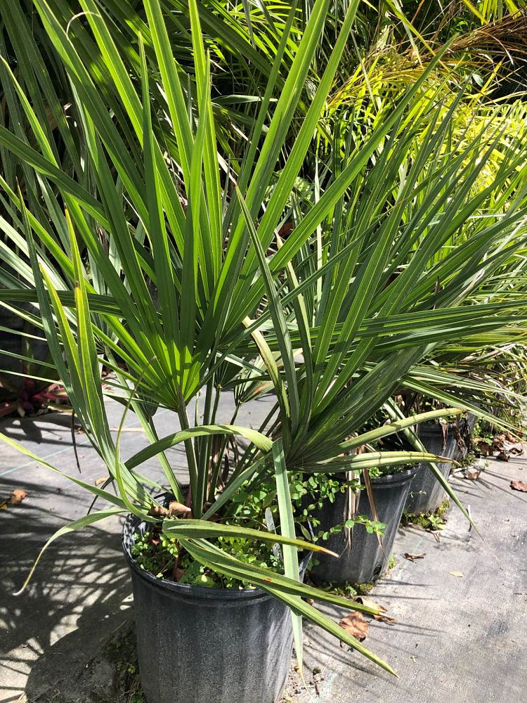 sabal-minor-dwarf-blue-stem-palmetto