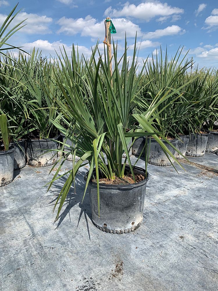 sabal-minor-dwarf-blue-stem-palmetto