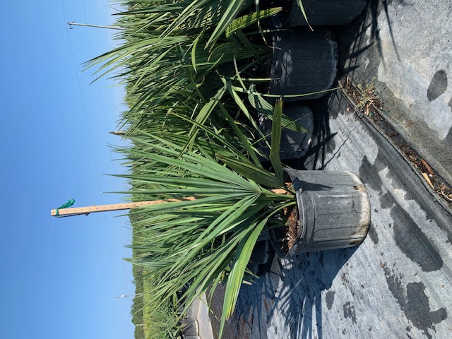 sabal-minor-dwarf-blue-stem-palmetto