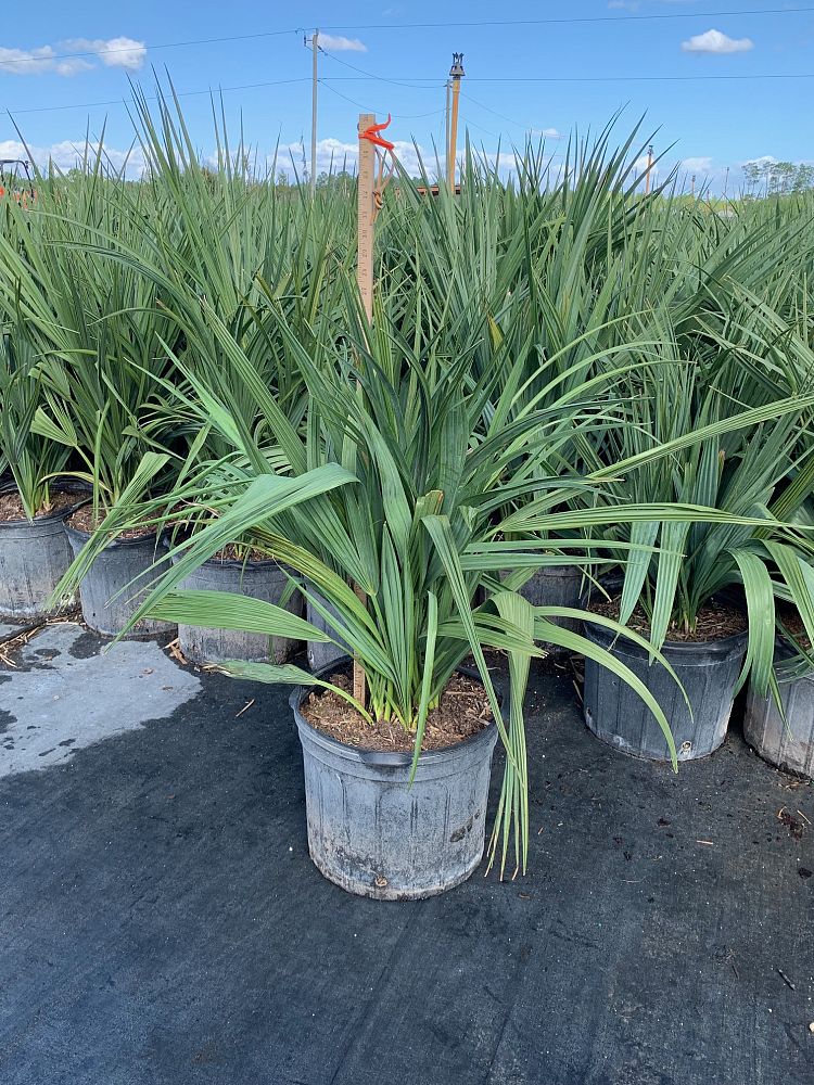 sabal-minor-dwarf-blue-stem-palmetto