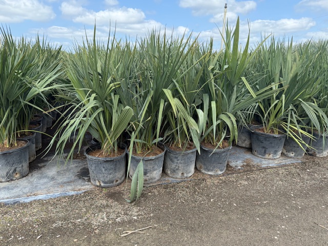 sabal-minor-dwarf-blue-stem-palmetto