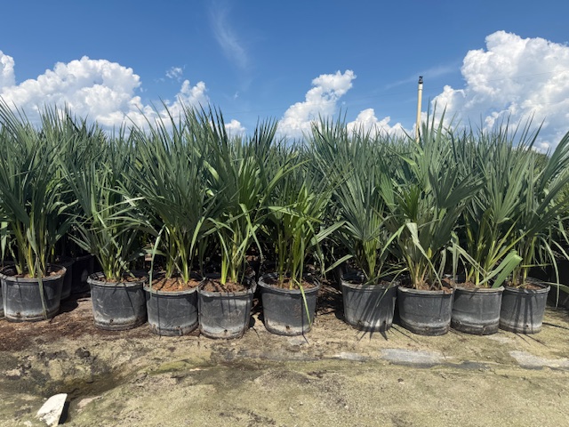sabal-minor-dwarf-blue-stem-palmetto