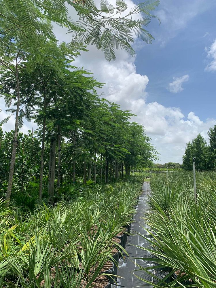 sabal-minor-dwarf-blue-stem-palmetto
